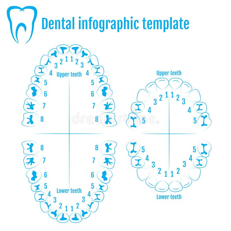 Orthodontist human tooth anatomy vector with numbering of teeth. Of an adult and a child. Medical dental infographic template vector illustration Orthodontist human tooth anatomy vector with numbering of teeth. Of an adult and a child. Medical dental infographic template vector illustration