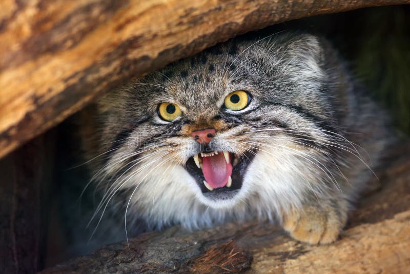 The Pallas`s cat Otocolobus manul, also called the Manul,male portait with exposed teeth.  stock photography