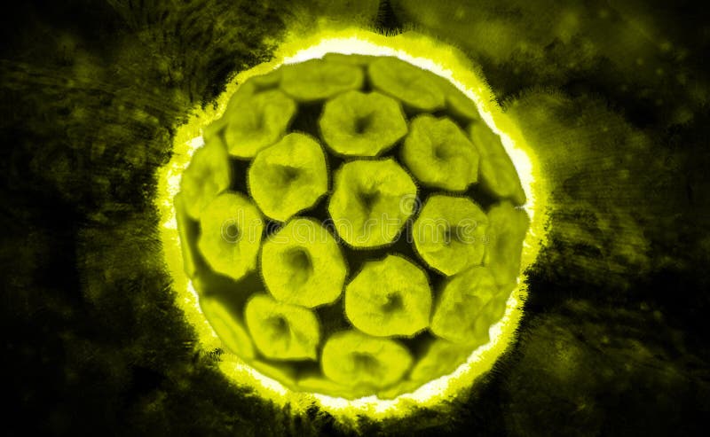 Papilloma virus. Digital illustration of papilloma virus in colour background stock photo