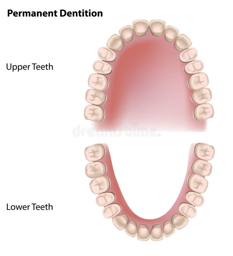 Permanent teeth vector illustration
