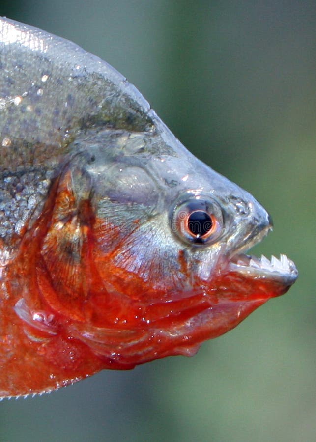 Piranha close up with teeth exposed in the Amazon. Amazon river piranha close up with teeth exposed and bloody stock images