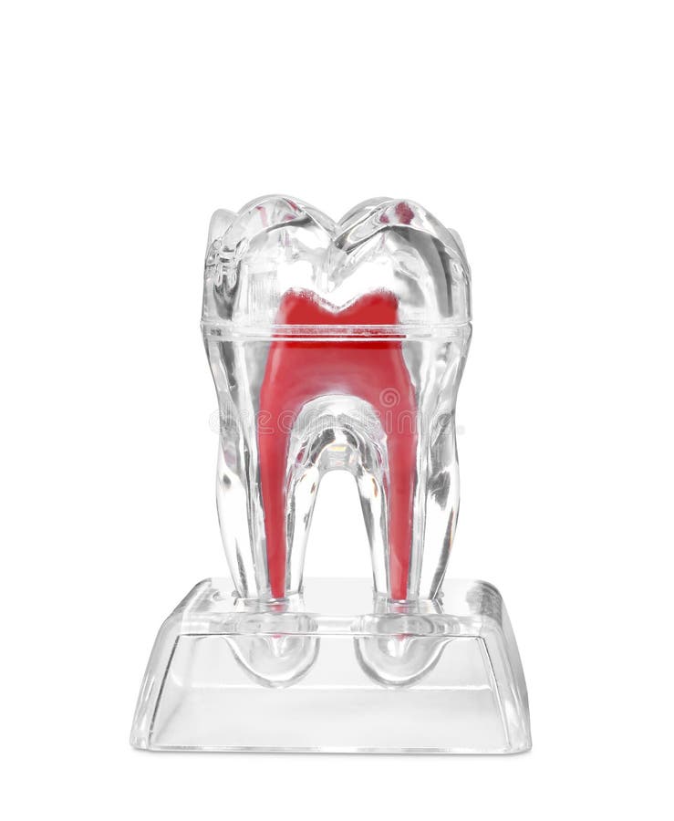 Plastic molar tooth model. On white background. Medical item stock photography