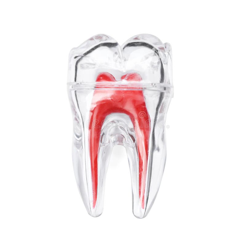 Plastic molar tooth model. On white background, top view. Medical item stock images