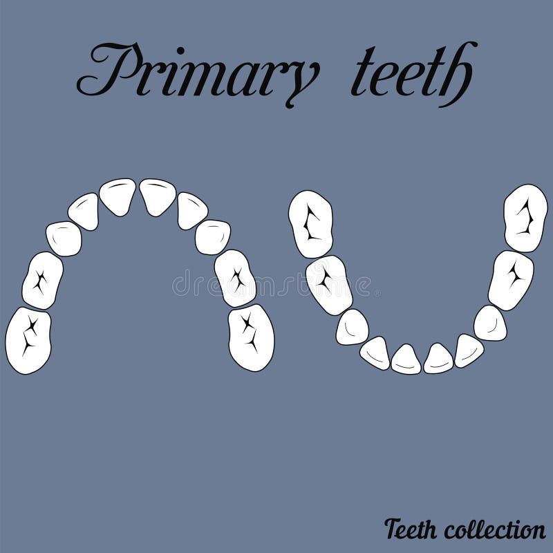 Primary teeth Chewing surface. Crown and root , the number of teeth upper and lower jaw done in vector are easy to edit for print or design stock illustration Primary teeth Chewing surface. Crown and root , the number of teeth upper and lower jaw done in vector are easy to edit for print or design stock illustration