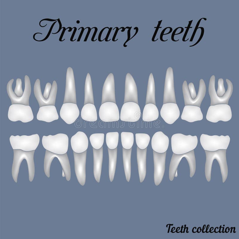 Primary teeth. Crown and root , the number of teeth upper and lower jaw done in vector are easy to edit for print or design vector illustration Primary teeth. Crown and root , the number of teeth upper and lower jaw done in vector are easy to edit for print or design vector illustration