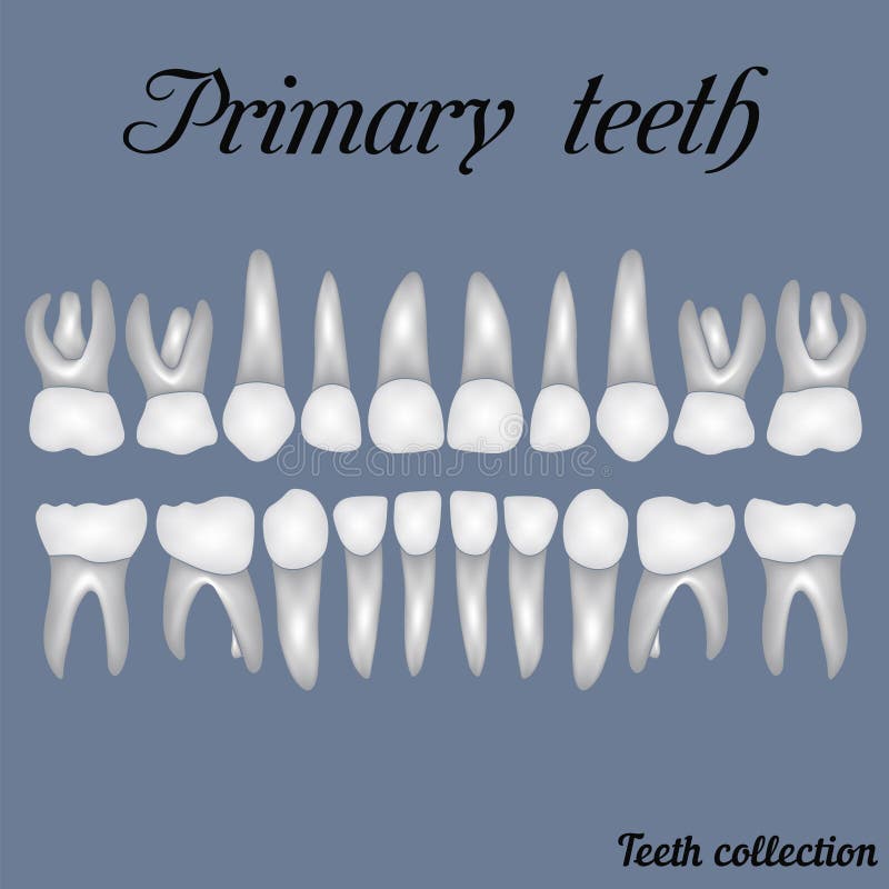 Primary teeth. Crown and root , the number of teeth upper and lower jaw done in vector are easy to edit for print or design vector illustration