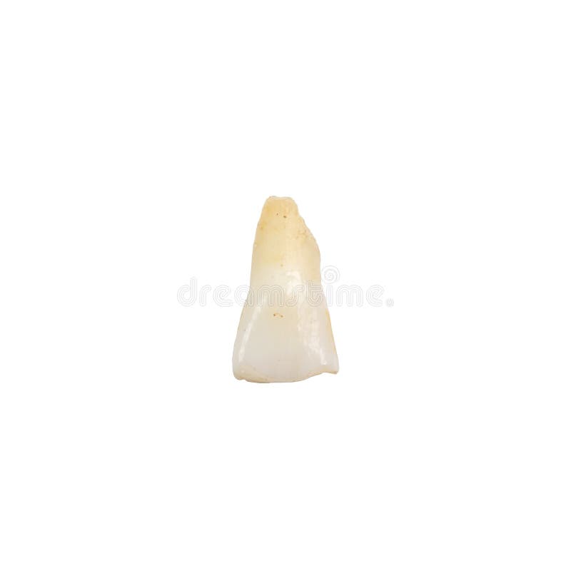 Primaty incisor tooth isolated on white background. Primary incisor tooth isolated on the white background stock photo