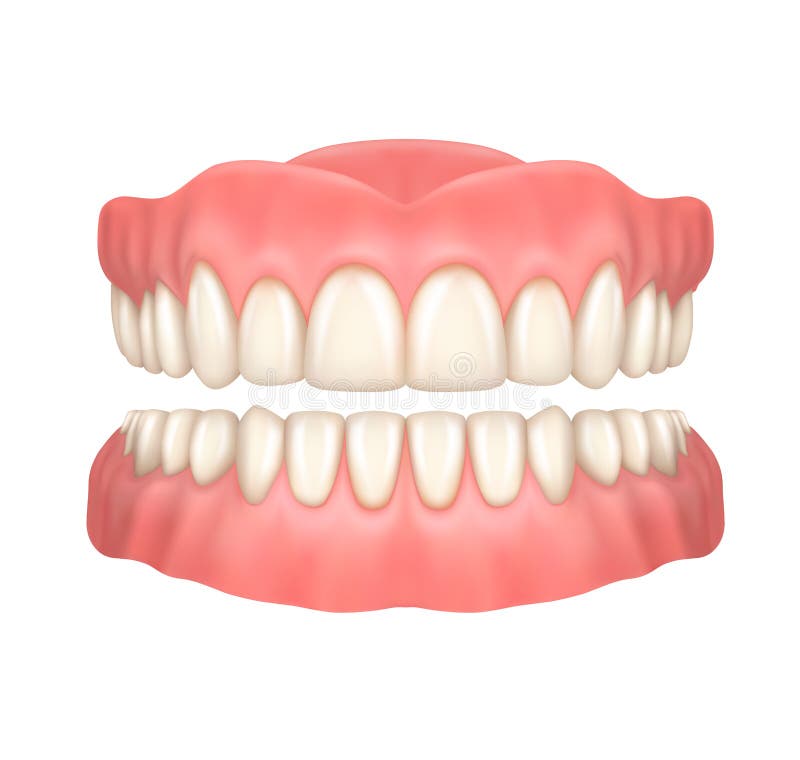 Realistic dentures or false teeth, dentistry stock illustration