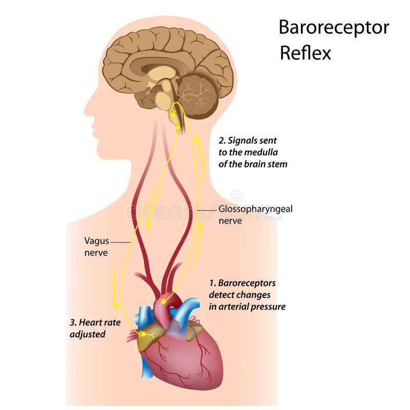 Regulation of blood pressure stock illustration