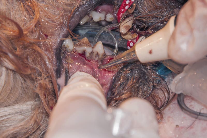 Removal of needless  Sick teeth in the dog. Teeth are damaged by tartar veterinary stomatology royalty free stock image