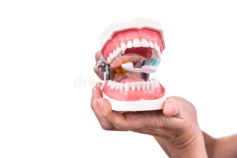 Series of dentist showing correct method of brushing teeth. Using soft slim tapered bristle toothbrush royalty free stock photos