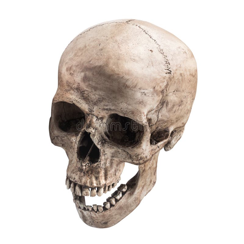 Sidetview human skull open mouth isolated stock image