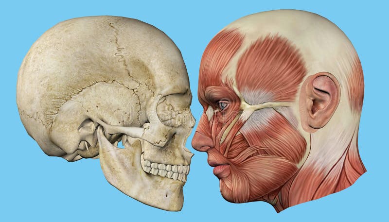 Skull and Muscles Profile. Featuring mandible, occipital bone, coronal suture, maxilla and zygomatic bone, temporalis muscle, masseter muscle, orbicularis stock illustration