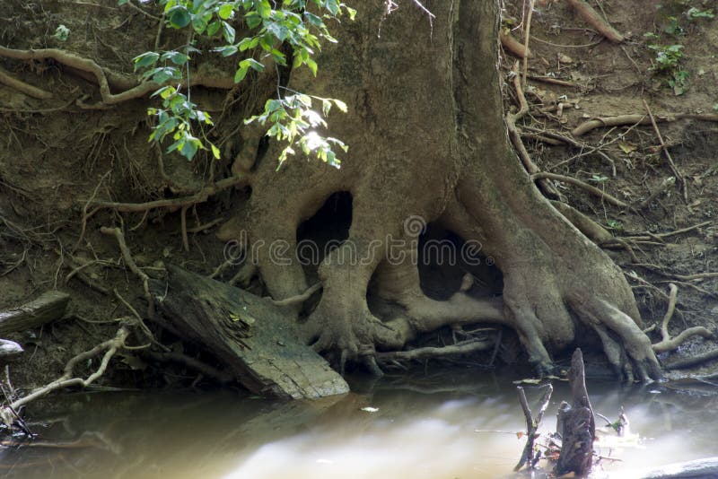 Skull in tree roots. Exposed roots of a tree next to a stream. the roots appear to form a skull in the way they have grown, with the eye sockets and nose and stock photo