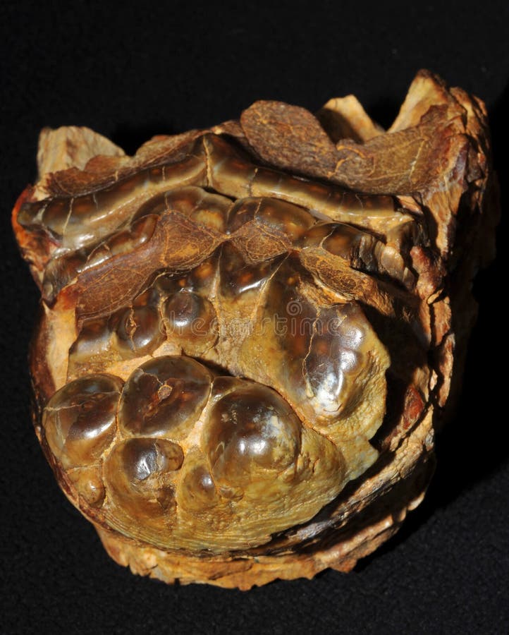 A fossil mammoth molar or cheek tooth. This specimen is a fossil mammoth molar or cheek tooth. A mammoth was a type of ice age elephant stock photos