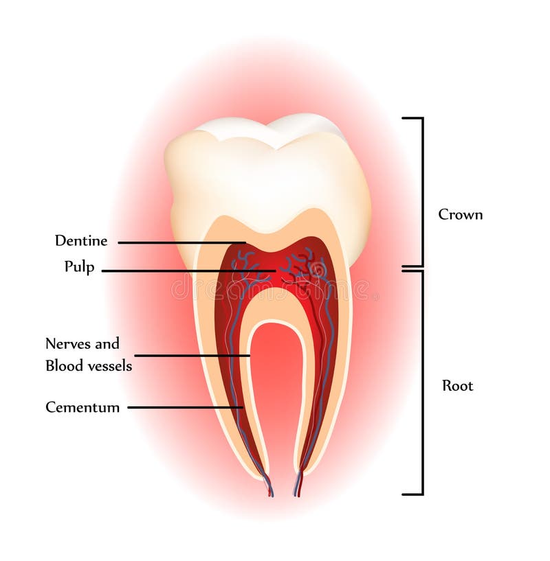 Teeth anatomy stock illustration