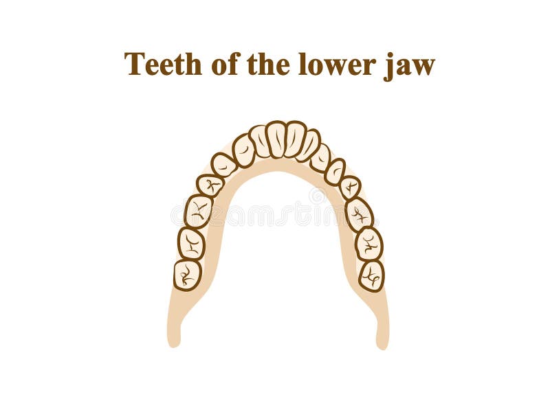 Teeth of the lower jaw. Graphic illustration. Hand drawing, contour of symbol. Medicine and science, human anatomy simple vector illustration