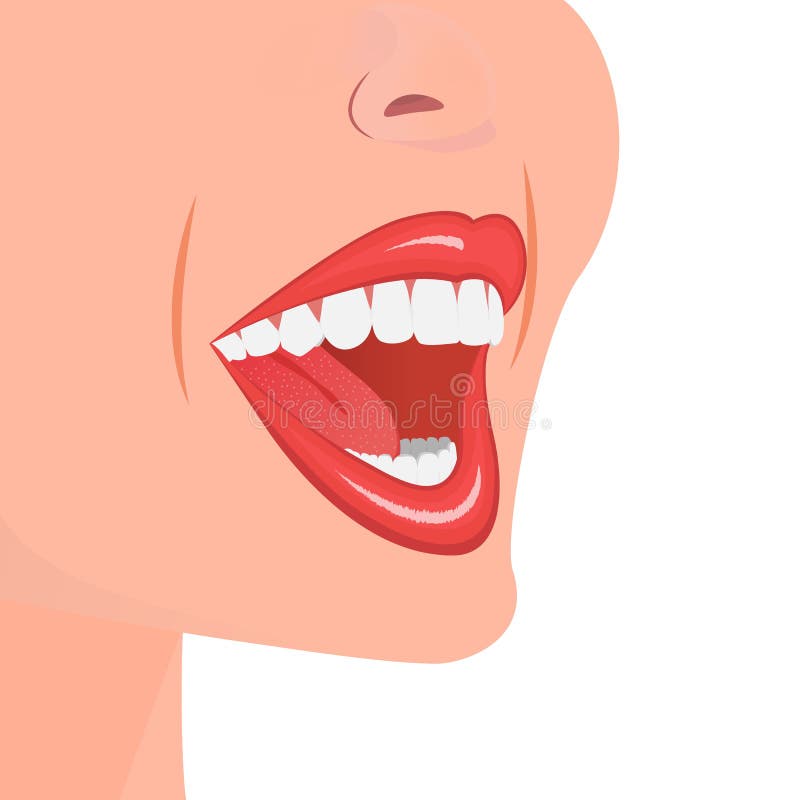 Teeth - open adult mouth model with upper and lower jaw and its thirty-six permanent teeth. Abstract isolated vector royalty free illustration