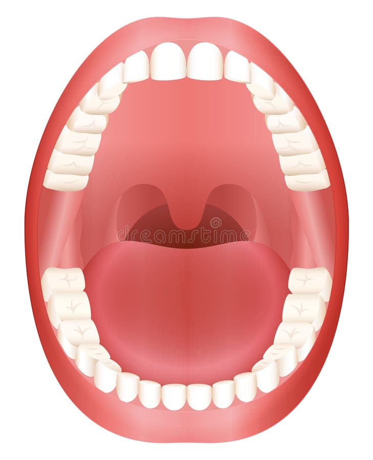 Teeth Open Mouth Adult Dentition royalty free illustration