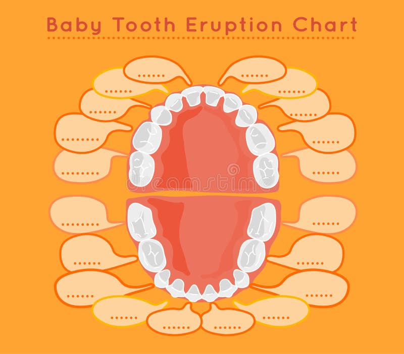 Teeth vector Infographic stock illustration