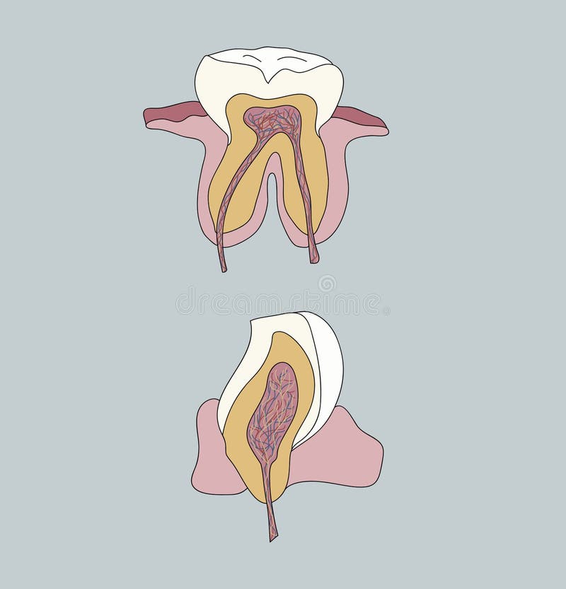 Tooth anatomy. internal structure of the tooth. hand draw stock illustration
