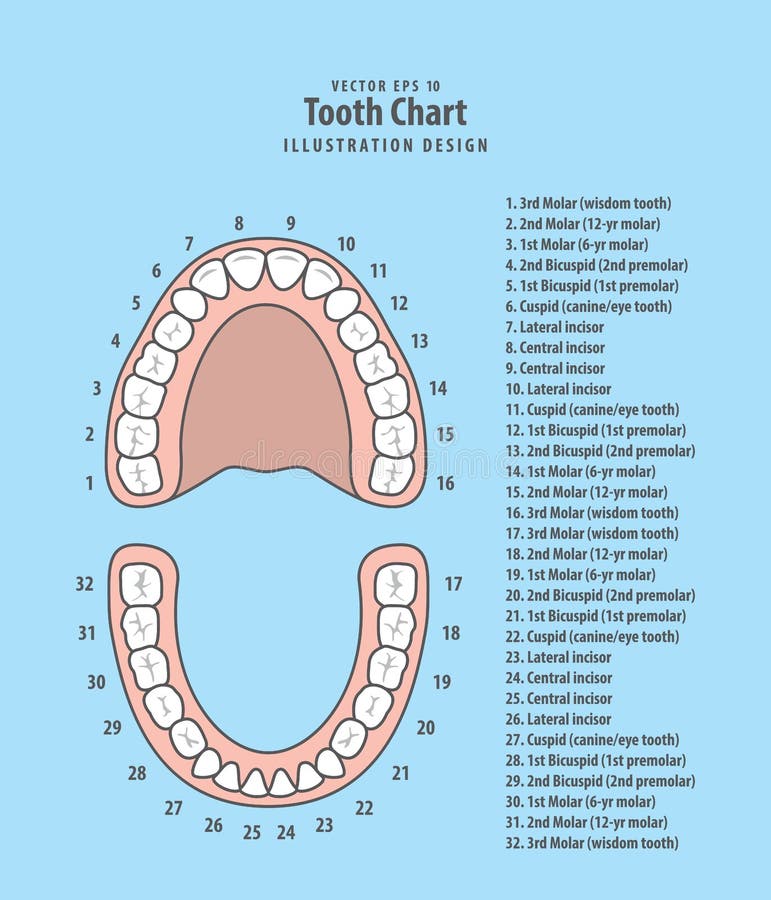 Tooth chart with number infographic illustration vector on blue. Background. Dental concept royalty free illustration