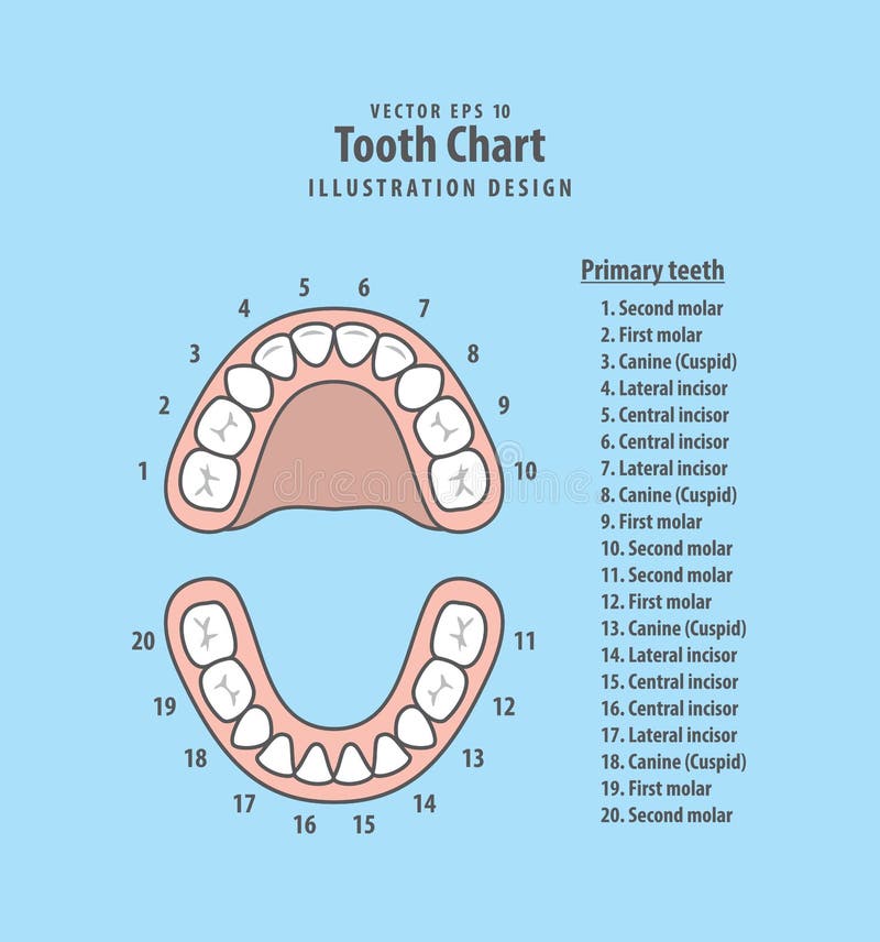 Tooth Chart Primary teeth with number illustration vector on blu. E background. Dental concept stock illustration Tooth Chart Primary teeth with number illustration vector on blu. E background. Dental concept stock illustration