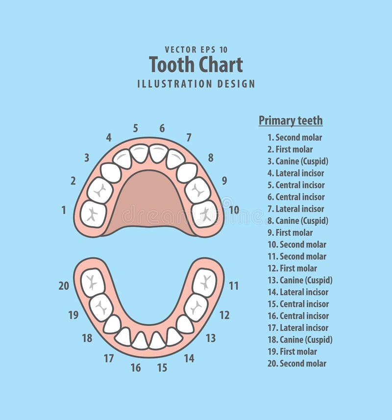 Tooth Chart Primary teeth with number illustration vector on blu. E background. Dental concept stock illustration