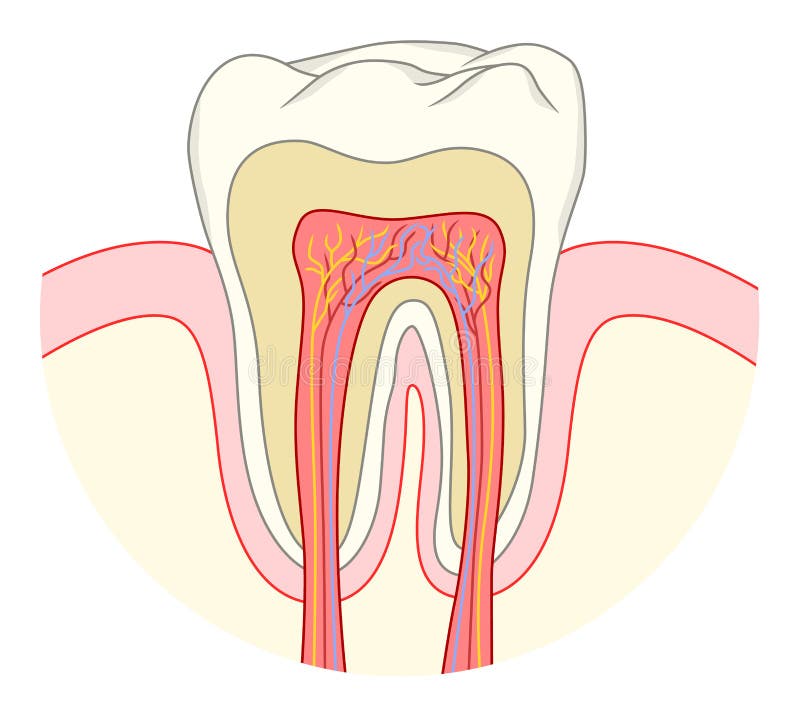 Tooth cross section royalty free illustration