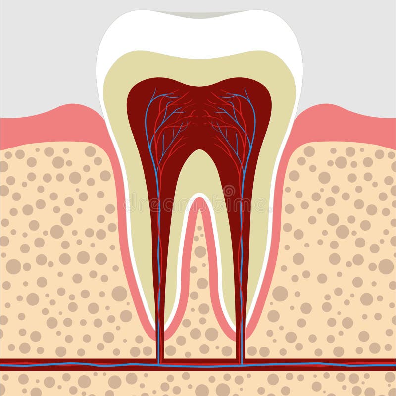 Tooth, gum in a cross section. Tooth Root cana stock illustration