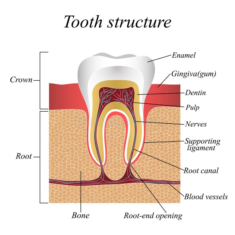 Tooth structure, training medical anatomical poster, vector illustration. vector illustration