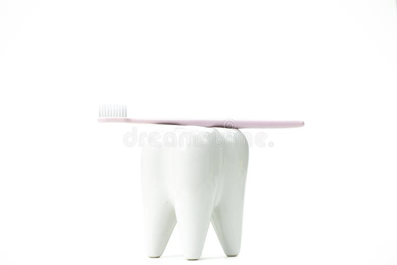 Toothbrush stand shaped like primary molar tooth with toothbrush. Oral hygiene concept stock photography