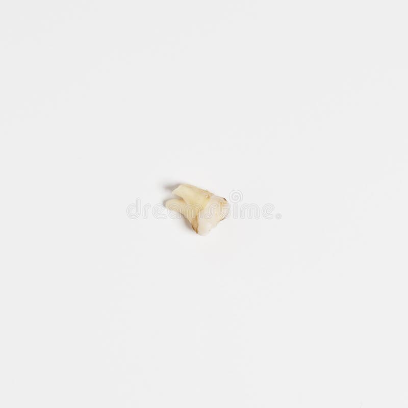 Torn out bad root human tooth close up on white background.  royalty free stock image