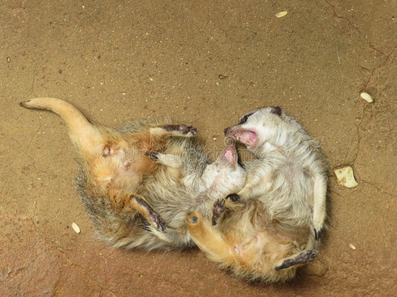 Two meerkats play fight with their backs on the ground and teeth exposed.  stock images