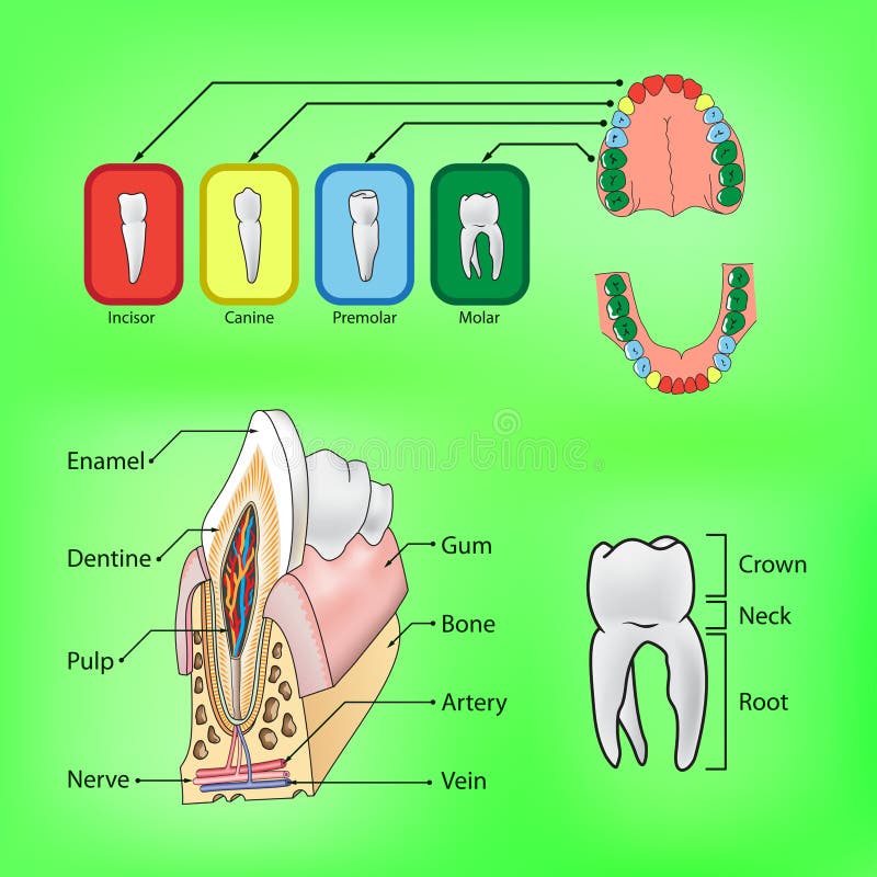 Types and structure of teeth vector illustration