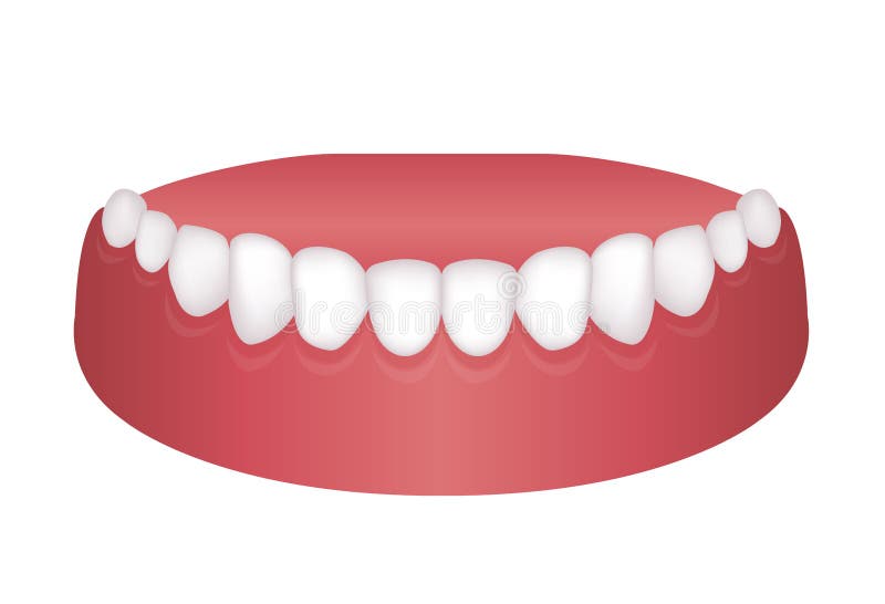 Vector illustration of lower dentition normal teeth stock illustration