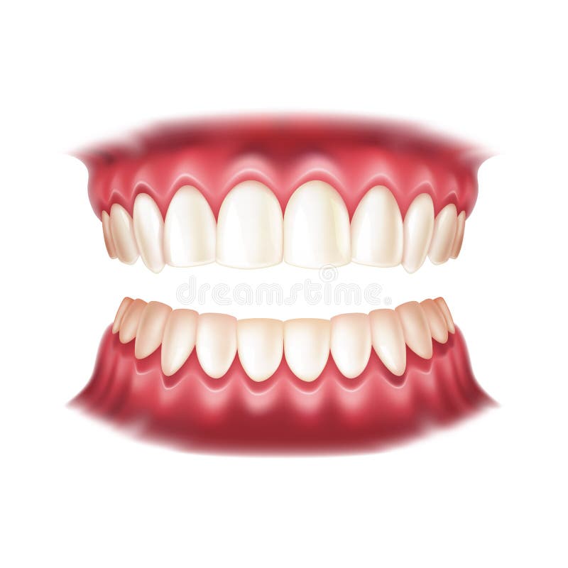 Vector realistic dentures human mouth with teeth vector illustration