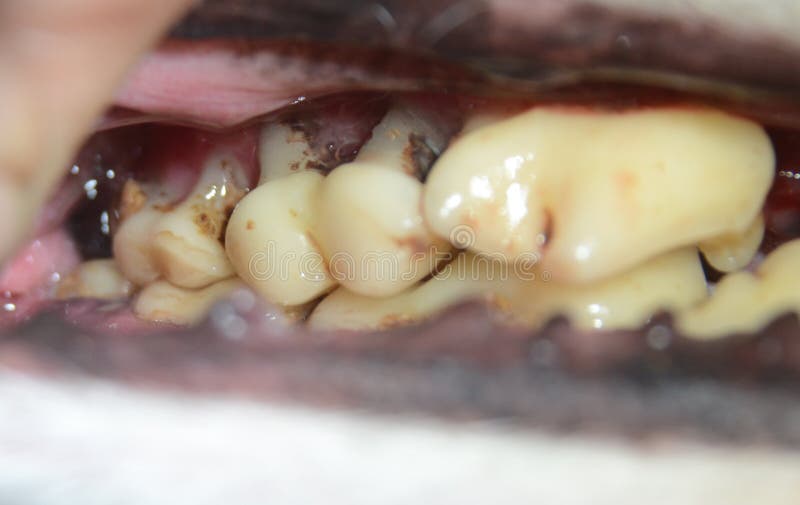 View ino the mouth of an elder dog. The roots of the upper molar to the left are rotten, this tooth needs to be drawn.  stock image