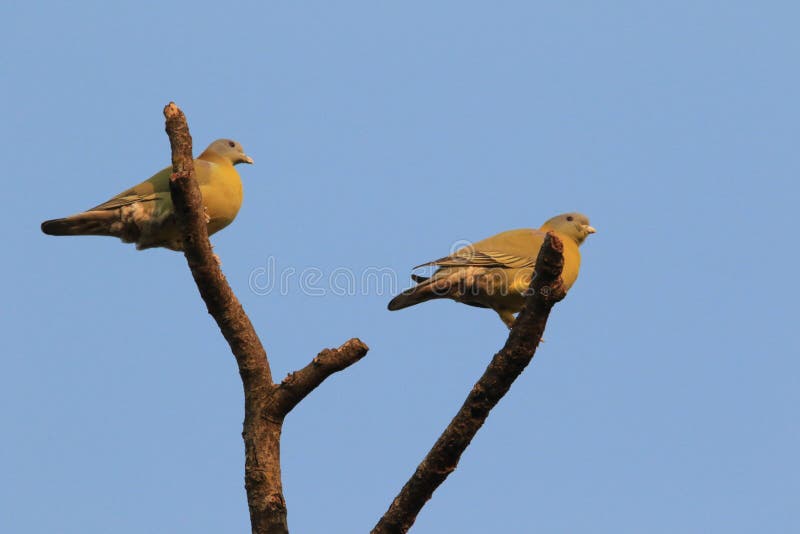 Wedge tailed green pigeon royalty free stock photos