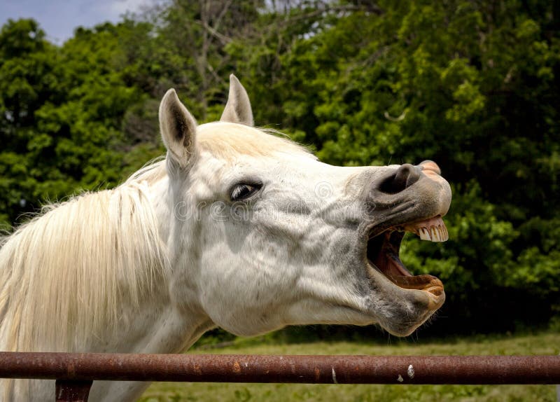 White Arabian horse laughing with teeth exposed. Laughing white Arabian horse with mouth open and teeth exposed royalty free stock photo