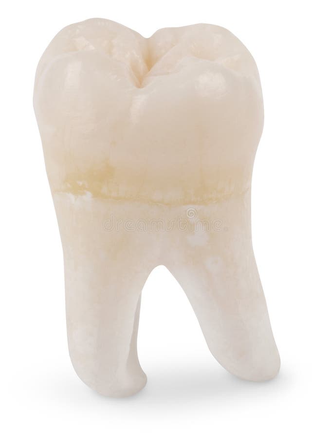Wisdom Tooth. Human wisdom tooth on white with a clipping path royalty free stock photography