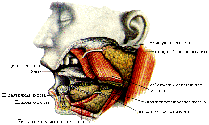 Околоушная железа является. Проток околоушной железы анатомия. Околоушная железа анатомия строение. Стенонов проток железы. Околоушная слюнная железа.