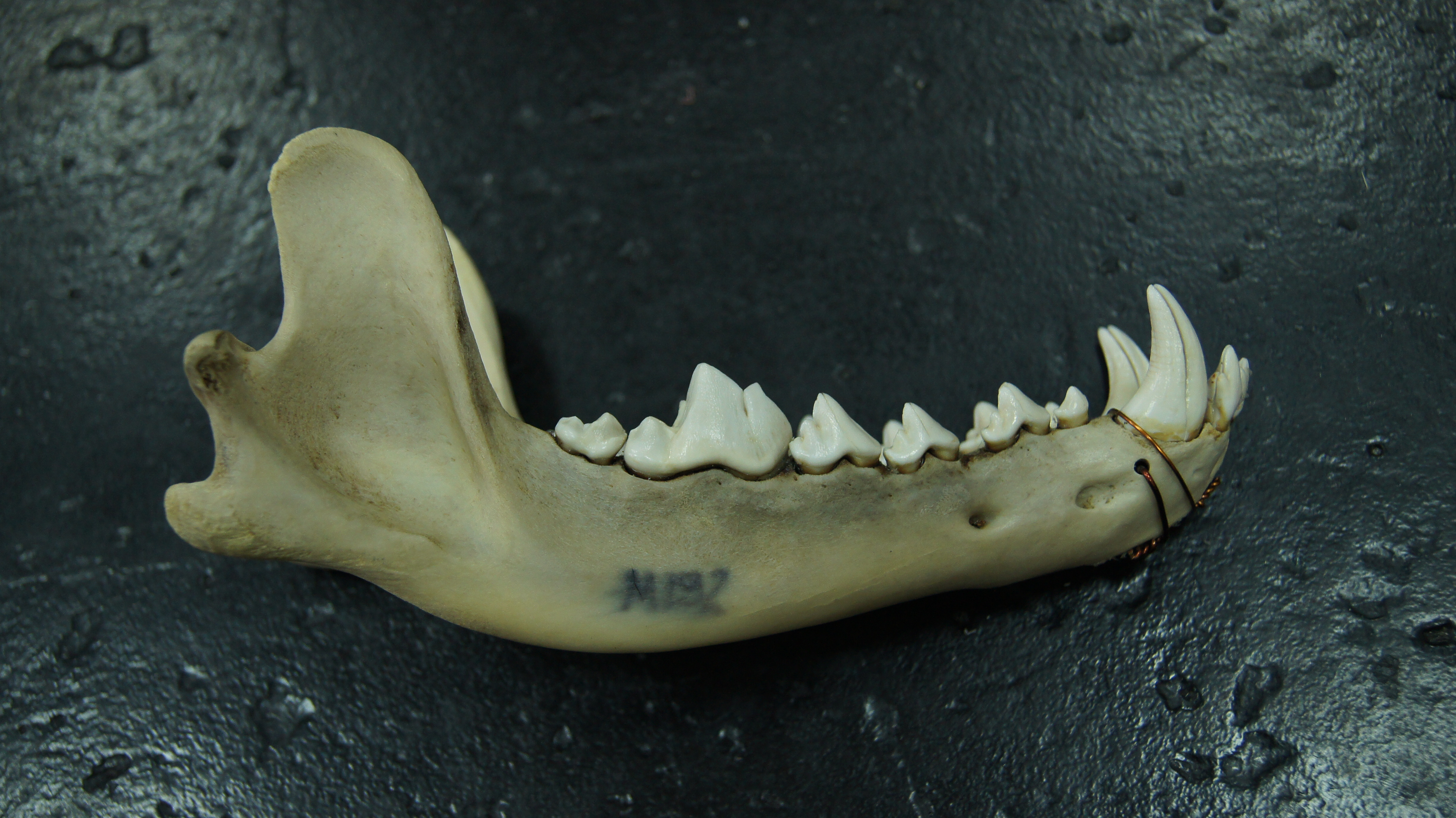 фото зубов нижней челюсти