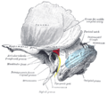 Left temporal bone showing surface markings for the tympanic antrum (red), transverse sinus (blue), and facial nerve (yellow). 