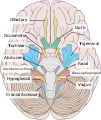 Inferior view of the human brain, with the cranial nerves labelled. 