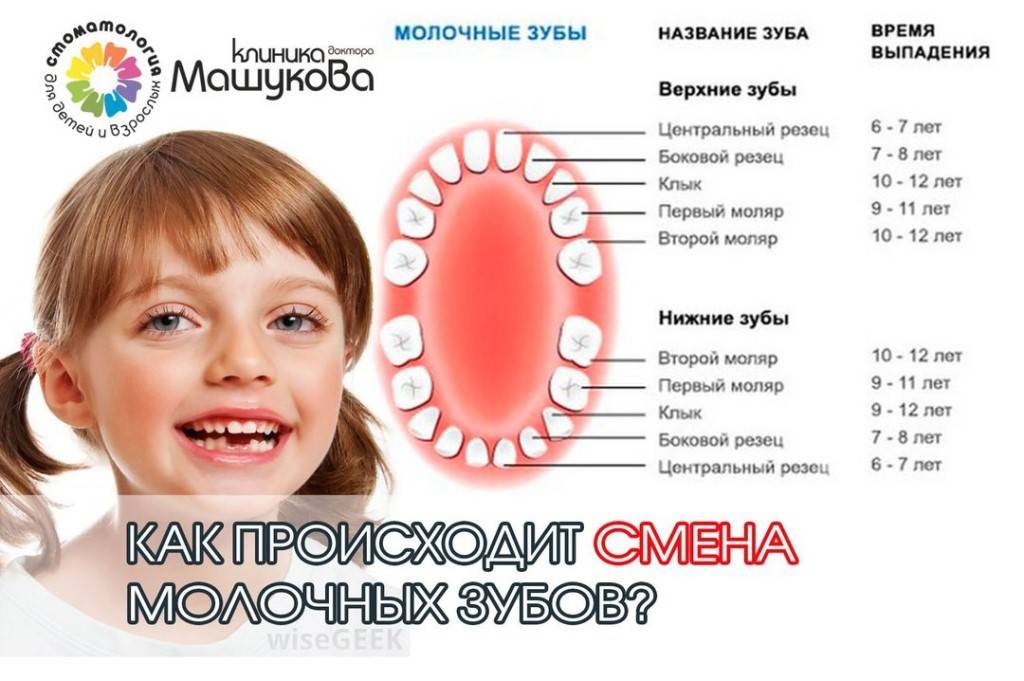 Схема выпадения молочных