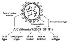 Influenza Virus diagram as described in Influenza virus section