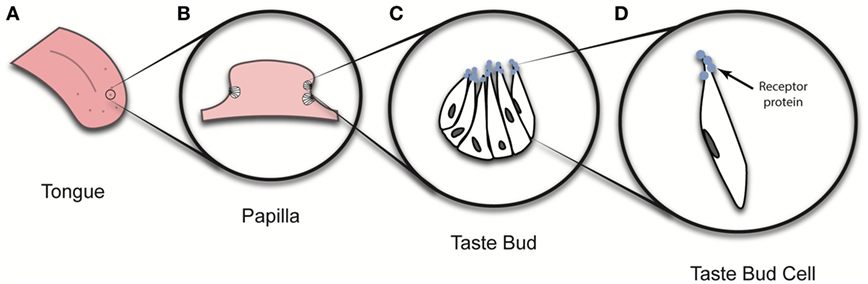 Figure 1 - The structure of the tongue.