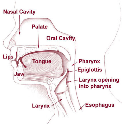 nose, mouth and throat