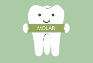 Types Molars, Canine, Incisors